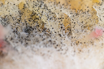Beginning of Cladosporium Mold Growing on Food