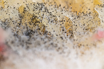 Beginning of Cladosporium Mold Growing on Food