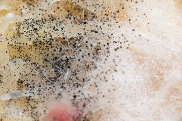 Beginning of Cladosporium Mold Growing on Food
