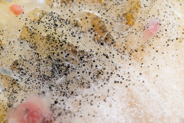 Beginning of Cladosporium Mold Growing on Food