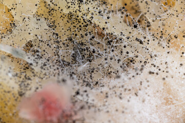 Beginning of Cladosporium Mold Growing on Food