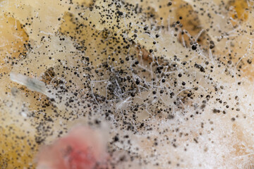Beginning of Cladosporium Mold Growing on Food
