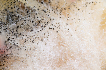 Beginning of Cladosporium Mold Growing on Food