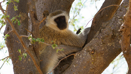 A Vervet Monkey Enjoying a Moment of Relaxation in a Tree Amongst Verdant Foliage