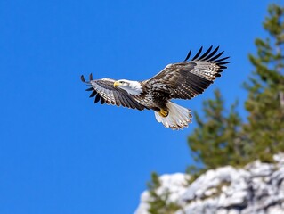 Obraz premium Majestic Bald Eagle in Flight