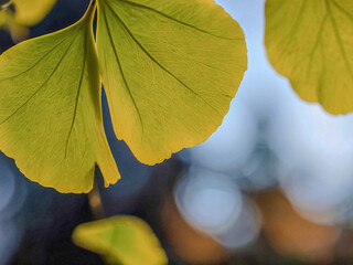 Obraz premium Close-up of vibrant Ginkgo biloba leaf in fall