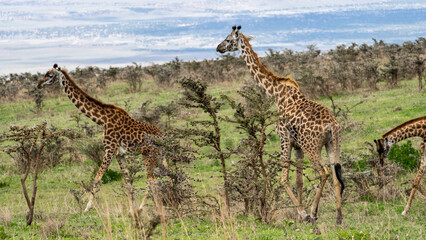 The Graceful Giraffes Can Be Found in Their Natural Habitat, A Beautiful Adventure Awaits Serengeti Tanzania Africa
