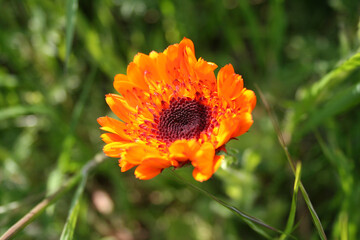 beautiful calendula in the garden,  marigold flower, many orange blossoms, orange petals, Marigold in full bloom, calendula blossom