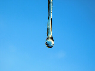 drops of very sticky pine resin