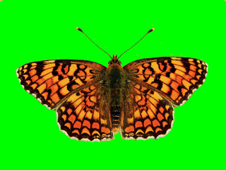 orange butterfly on green background