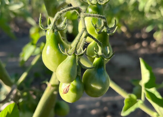 Green tomatoes growing on the vine