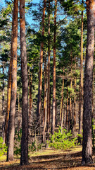 Obraz premium Pine Forest with Tall Trees and Green Foliage in Sunlight – Natural Woodland Landscape, Tranquil Outdoor Scenery, Wilderness, Eco Nature Background, Forest Hiking, Fresh Air, Peaceful Environment