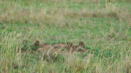Crouching Wildlife Hidden in the Lush Tall Grass of the Serene Countryside Environment Ngorongoro Tanzania Africa
