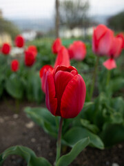 Close-up of vibrant red tulips, in a spring garden