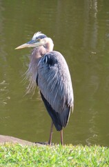 Great gray heron (Ardea Cinerea) at the pond in Florida nature