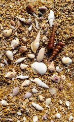 Beach treasures: a diverse array of seashells on a golden sand.