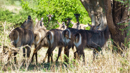 A herd of graceful waterbucks grazing peacefully in a serene, picturesque landscape Tarangire National Park Tanzania Africa