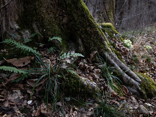The roots of a grand tree, embracing the forest floor.