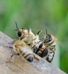 Honey bees (Apis mellifera) expelling a drone from the hive, a natural behavior in late summer. Macro shot capturing colony dynamics, survival instincts, and hive organization.