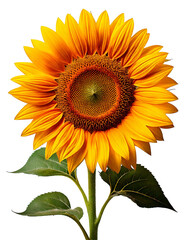 Fototapeta premium Transparent PNG Format Image of a Bright Yellow Sunflower Head with Realistic Petals and Detailed Texture, High-Resolution Close-Up for Design and Decoration. 