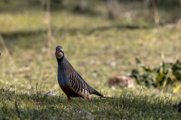Elegant red-legged partridge in the countryside