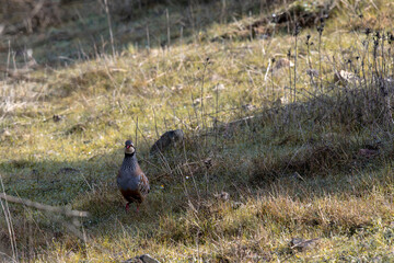 Red-legged partridge in its natural habitat