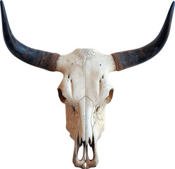 Authentic Cow Skull with Long Dark Horns Detailed Close Up Image