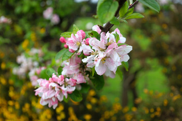 Apple tree blossoms are blooming in spring time