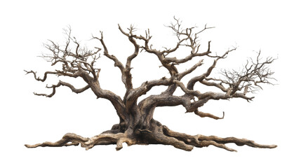 black dried old spooky dead tree branch isolated on transparent white background. Cut out Ancient Gnarled Tree with Twisted Bare Branches, Nature and Decay Concept.