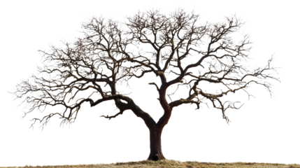 black dried old spooky dead tree branch isolated on transparent white background. Cut out Ancient Gnarled Tree with Twisted Bare Branches, Nature and Decay Concept.