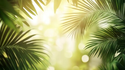 Obraz premium Palm Leaves Frame with Sunlight Filtering Through for a Tropical Vibe