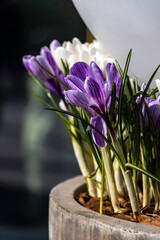 Colorful crocuses blooming in a sunny garden in a concrete flowerpot