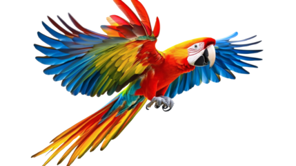 Colorful parrot or scarlet macaw flying with wide spread colorful wings, isolated on white background cutout
