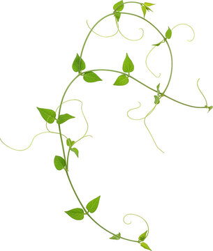 Lush green vine with twirling tendrils and vibrant leaves isolated transparent background
