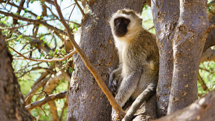 A Vervet Monkey sitting gracefully in a tree within its natural habitat in Africa Tarangire National Park Tanzania