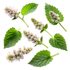 Fresh Mint Leaves & Flowers: High-Res Images isolated on transparent background