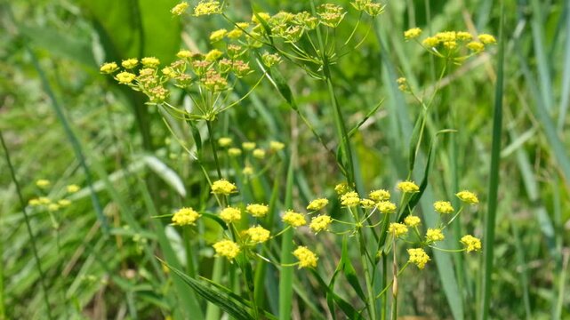 Wild yellow Parsnip, Pastinaca sativa, Medium to tall, strong-smelling, biennial, stem hollow or solid, angled or ridged. Flowers yellow, in umbels with unequal rays.
