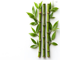 Fresh green bamboo stalks with vibrant leaves arranged on a clean white surface creating a natural serene composition.