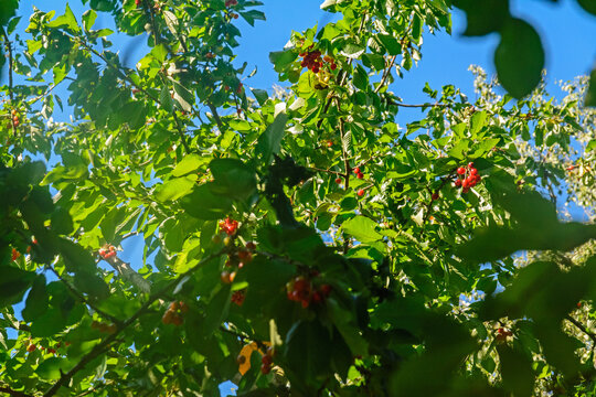 red cherries in the tree