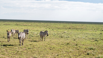 Zebras are Grazing Together on the Expansive Savanna Grasslands in Their Natural Habitat Serengeti Tanzania Africa