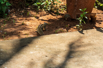 Ecureuil de Srilanka