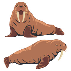 Walrus Animals in Different Poses