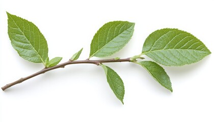Obraz premium Vibrant Green Leaves on a Branch Against White Background