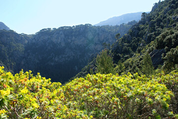 Serra de Tramuntana mountains and nature from Camí de Sa Marina on sunny spring day, Puig de Sa Moneda hiking trail, Valldemossa, Mallorca, Balearic Islands.  