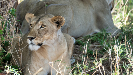The Majestic Lioness Rests Gracefully in Africas Savanna, a Truly Beholding Sight Tarangire...
