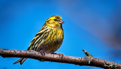 Obraz premium a yellow siskin sits on a branch against the background of a blue sky the branch is green and brown the sky is blue and clear