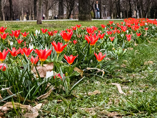 Tulip often referred to as water-lily tulip because of the pointed petals. Tulipa Kaufmanniana.