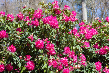 Close up of pink Rhododendron flowers in bloom