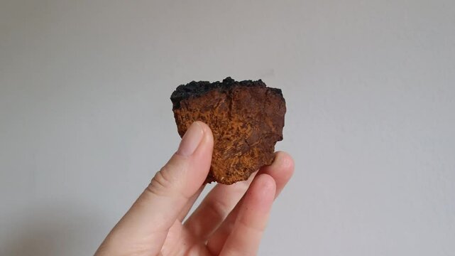 Chaga mushroom isolated on a white background. Sliced Chaga Mushroom Pieces In Hands, Medicinal Chaga Mushroom For Tea Brewing