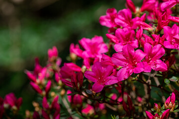 Close up of pink Rhododendron flowers in bloom